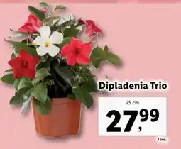 Lidl Dipladenia Trio Ofertă