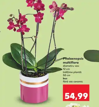 Kaufland Phalaenopsis multiflora Ofertă