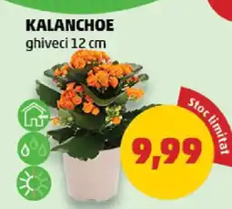 Penny Kalanchoe Ofertă