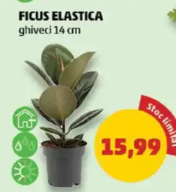 Ficus Elastica