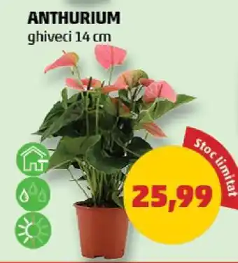 Penny Anthurium Ofertă