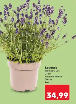 Kaufland Lavanda Ofertă