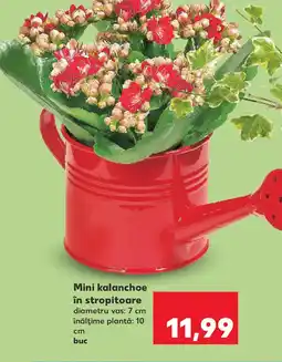 Kaufland Mini kalanchoe în stropitoare Ofertă