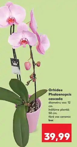 Kaufland Orhidee Phalaenopsis cascada Ofertă