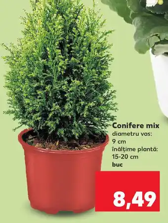 Kaufland Conifere mix Ofertă