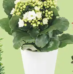 Kaufland Kalanchoe Ofertă