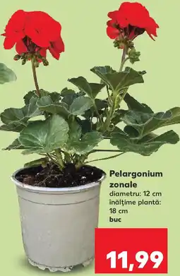 Kaufland Pelargonium zonale Ofertă