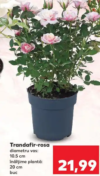 Kaufland Trandafir-rosa Ofertă