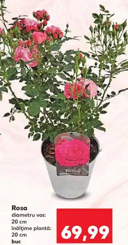 Kaufland Rosa Ofertă