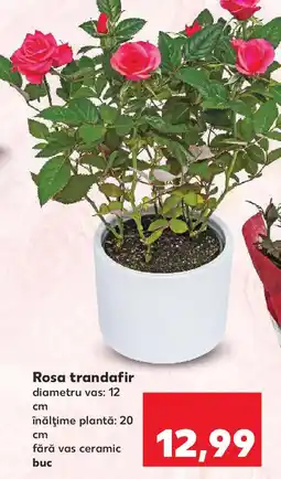 Kaufland Rosa trandafir Ofertă
