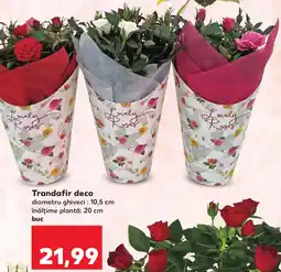 Kaufland Trandafir deco Ofertă