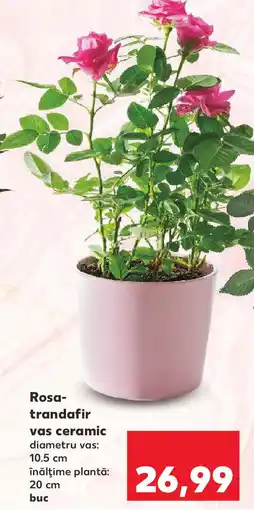 Kaufland Rosa- trandafir vas ceramic Ofertă