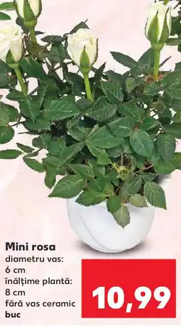 Kaufland Mini rosa Ofertă