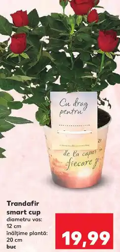 Kaufland Trandafir smart cup Ofertă