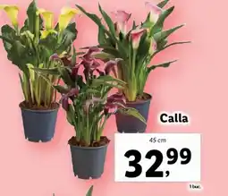 Lidl Calla Ofertă