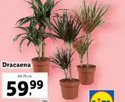 Lidl Dracaena Ofertă