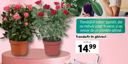 Lidl Trandafir în ghiveci Ofertă