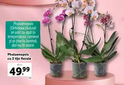 Lidl Phalaenopsis cu 2 tije florale Ofertă