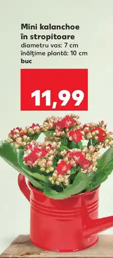 Kaufland Mini kalanchoe în stropitoare Ofertă