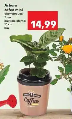 Kaufland Arbore cafea mini Ofertă