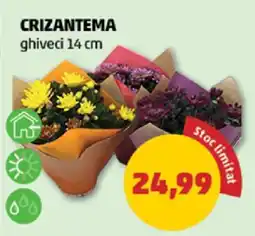 Penny Crizantema Ofertă