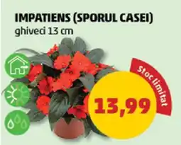 Penny Impatiens (Sporul Casei) Ofertă