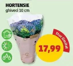 Penny Hortensie Ofertă