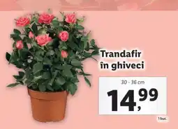 Lidl Trandafir în ghiveci Ofertă