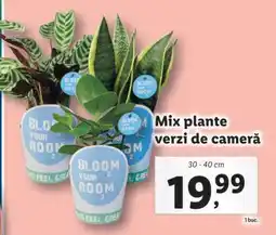 Lidl Mix plante verzi de cameră Ofertă