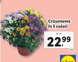 Lidl Crizantemă în 5 culori Ofertă