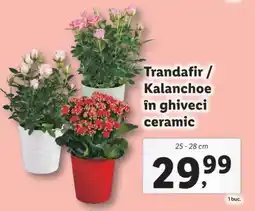 Lidl Trandafir / Kalanchoe în ghiveci ceramic Ofertă