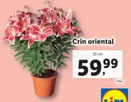 Lidl Crin oriental Ofertă