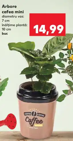 Kaufland Arbore cafea mini Ofertă