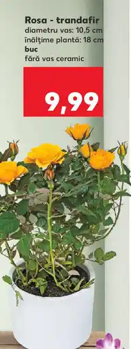 Kaufland Rosa - trandafir Ofertă