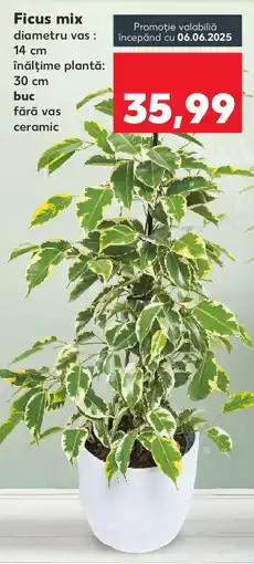 Kaufland Ficus mix Ofertă