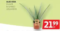 Auchan Aloe vera Ofertă