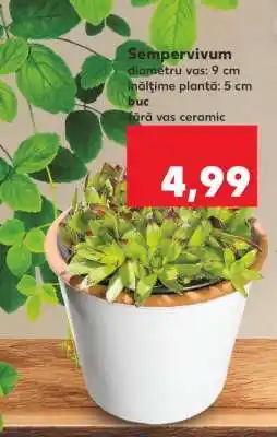 Kaufland Sempervivum Ofertă