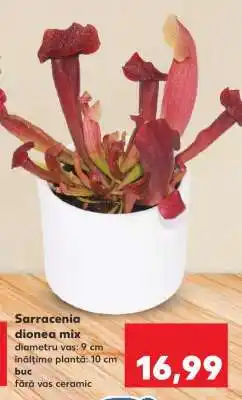 Kaufland Sarracenia dionea mix Ofertă