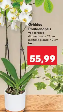 Kaufland Orhidee Phalaenopsis Ofertă