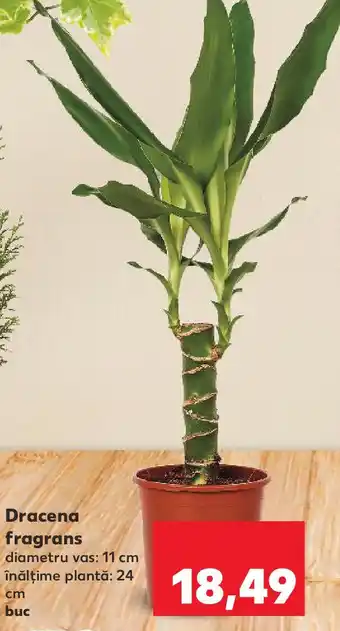 Kaufland Dracena fragrans Ofertă