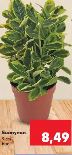 Kaufland Euonymus Ofertă