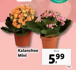 Lidl Kalanchoe Mini Ofertă