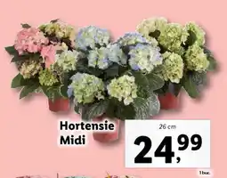 Lidl Hortensie Midi Ofertă