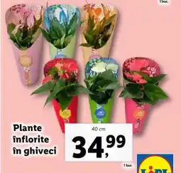 Lidl Plante înflorite în ghiveci Ofertă