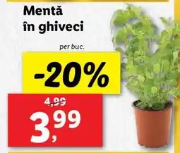 Lidl Mentă în ghiveci Ofertă