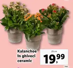 Lidl Kalanchoe în ghiveci ceramic Ofertă