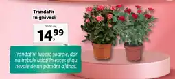 Lidl Trandafir în ghiveci Ofertă