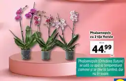 Lidl Phalaenopsis cu 2 tije florale Ofertă