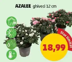 Penny AZALEE ghiveci, 12 cm Ofertă