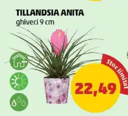 Penny TILLANDSIA ANITA Ofertă
